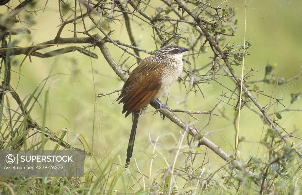 White-browed Coucal - sitting on branch, Centropus superciliosus