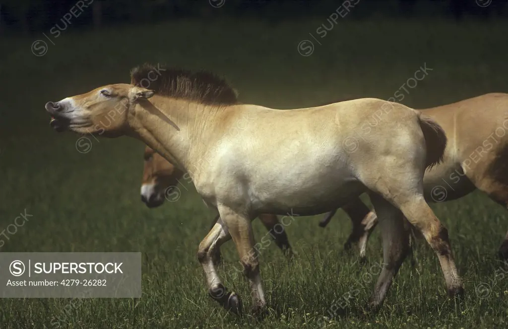 two Przewalski's horses - standing on meadow