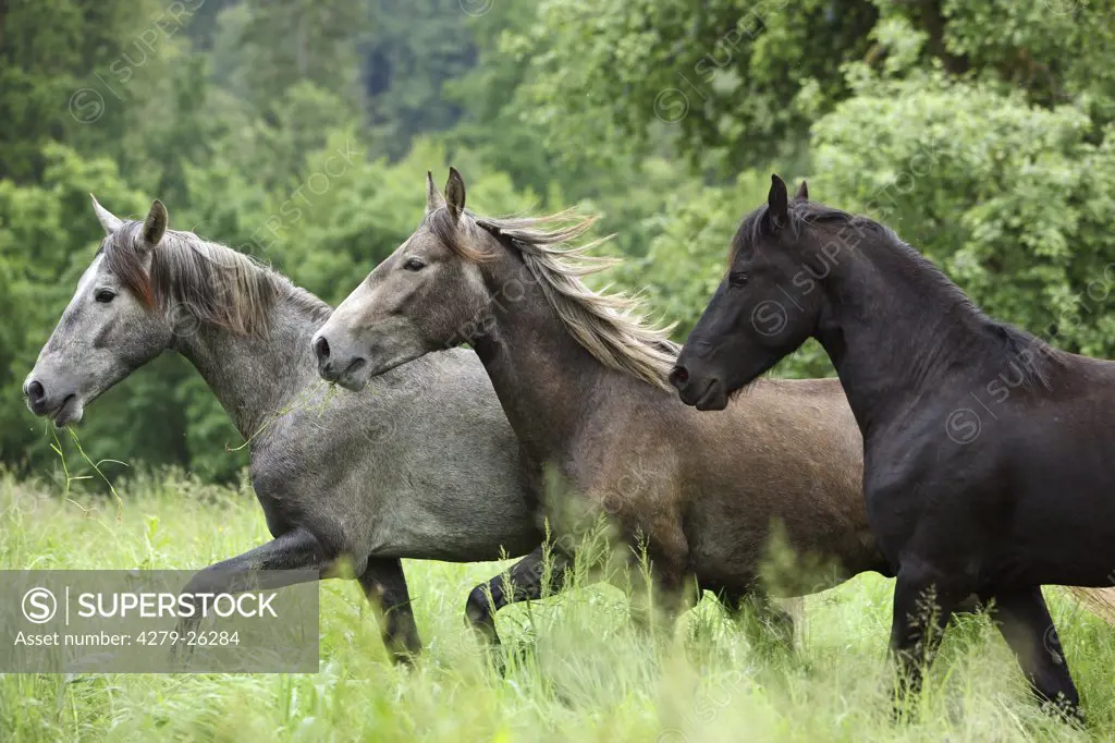 three young stallions - walking on meadow