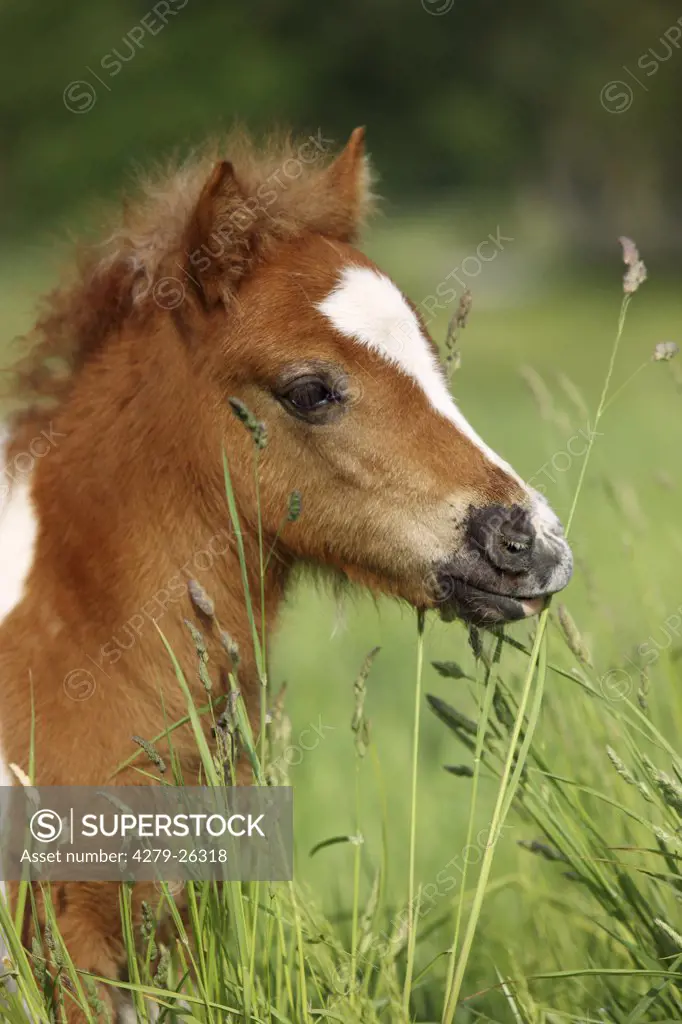 Shetlandpony foal - portrait