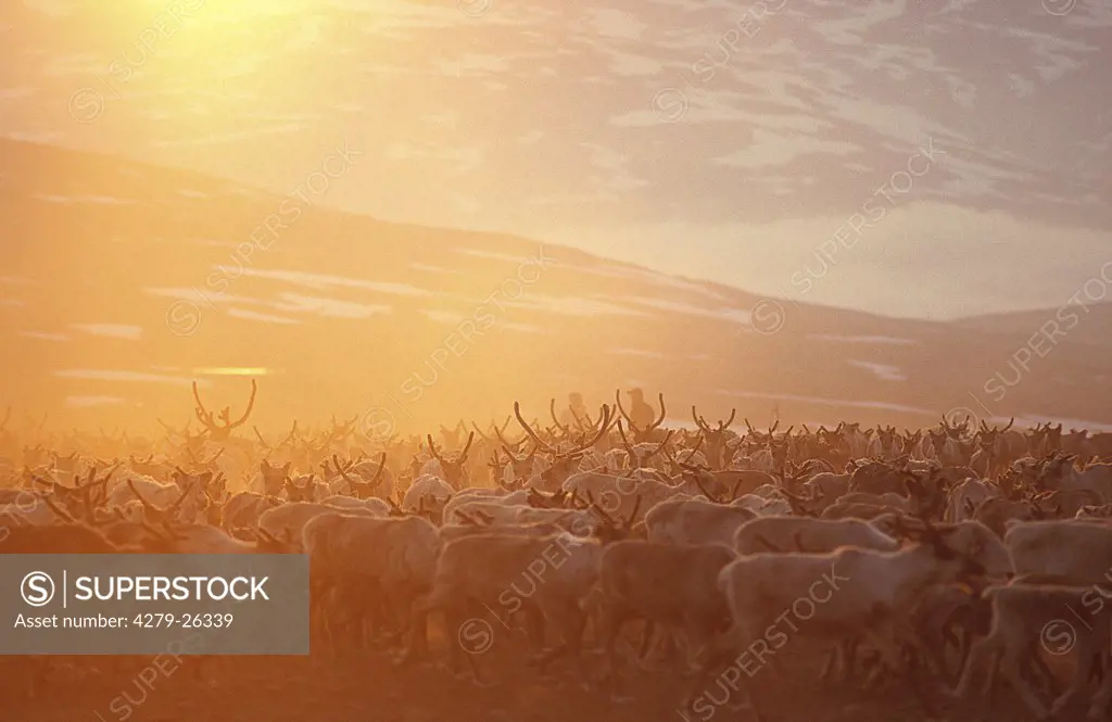 reindeers - branding