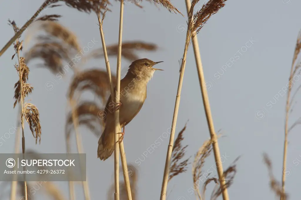 Savi's Warbler - in reed, Locustella luscinioides