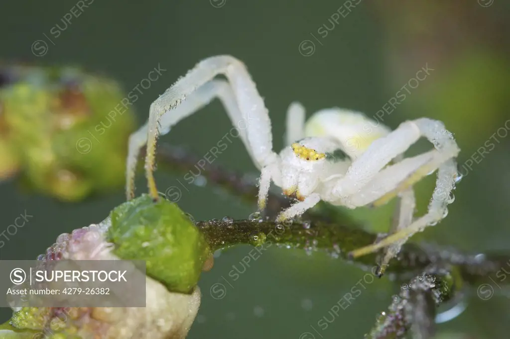 goldenrod crab spider - on branch, Misumena vatia