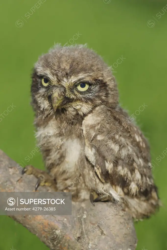 little owl - sitting on branch, Athene noctua