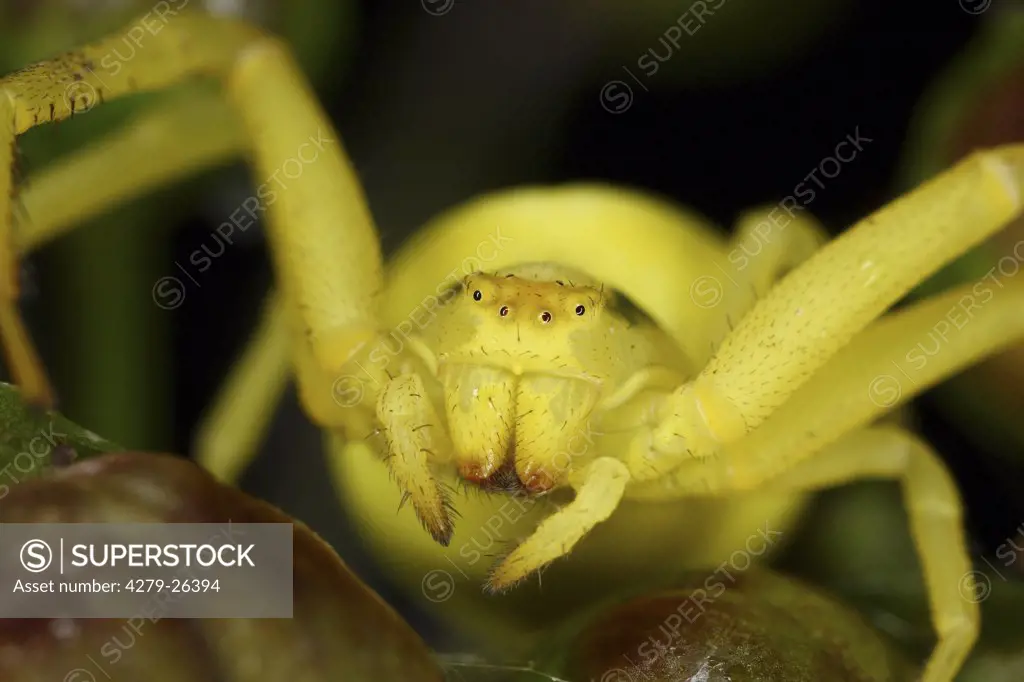 goldenrod crab spider - portrait, Misumena vatia