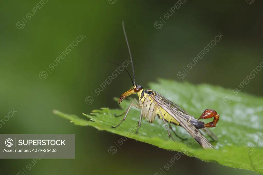 scorpionfly - standing on leaf