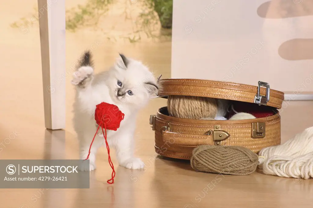 Sacred cat of Burma kitten - playing