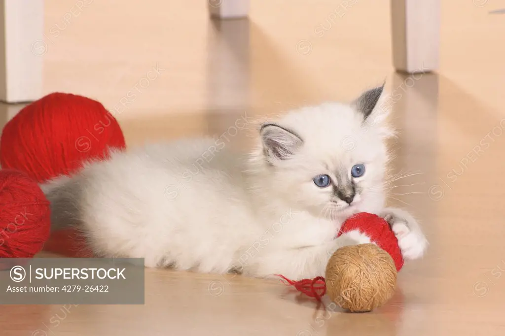 Sacred cat of Burma kitten - playing