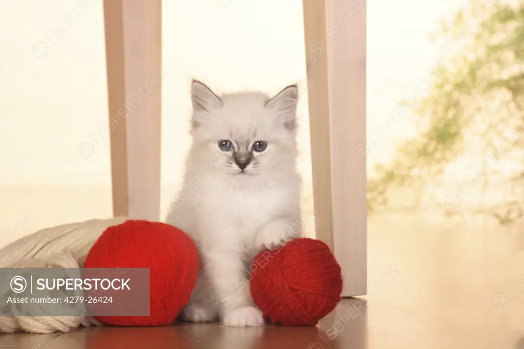 Sacred cat of Burma kitten - sitting next to balls of wool