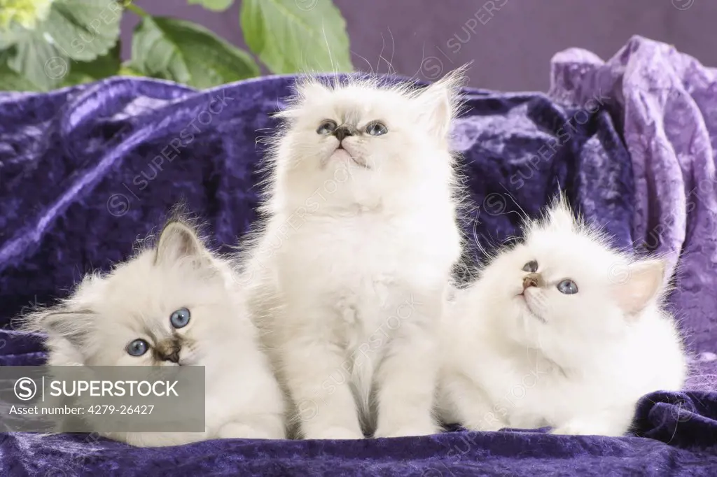 three Sacred cat of Burma kitten - on couch