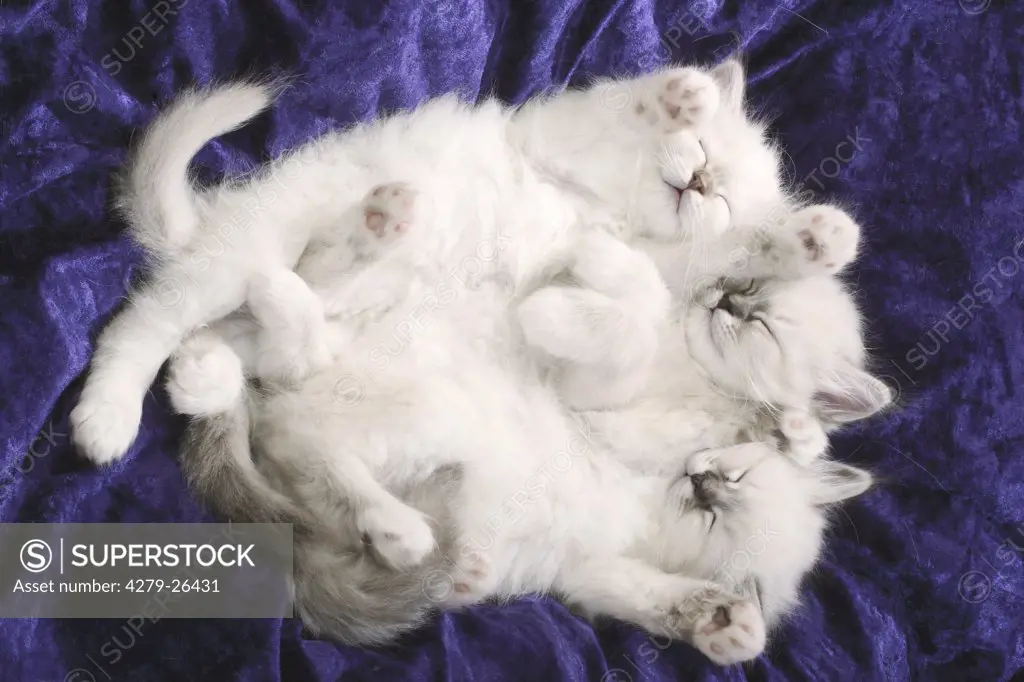 three Sacred cat of Burma kitten - sleeping
