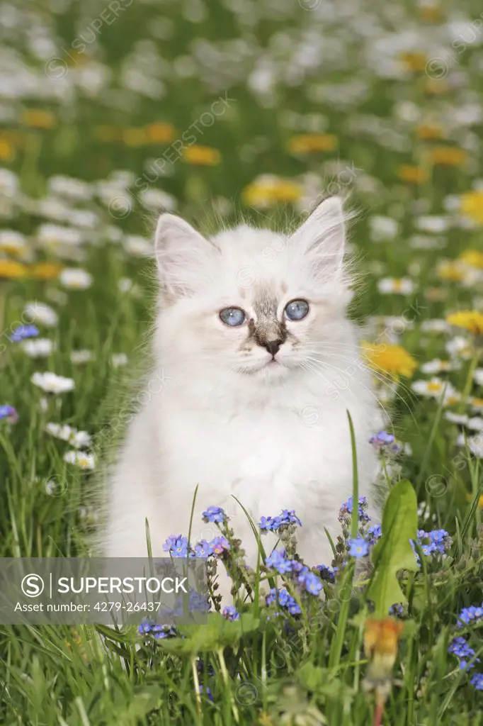 Sacred cat of Burma kitten - sitting on meadow