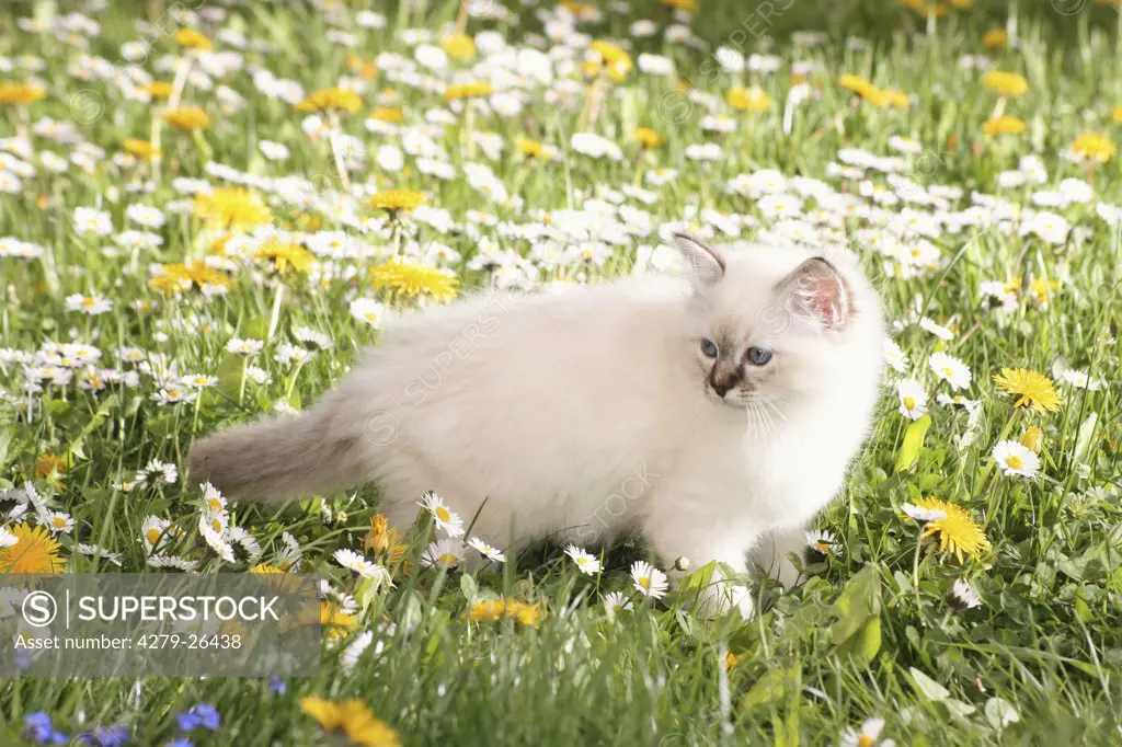 Sacred cat of Burma kitten - standing on meadow