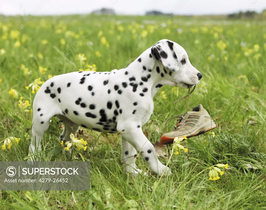 bad habit: dalmatian dog puppy with shoe in muzzle ,