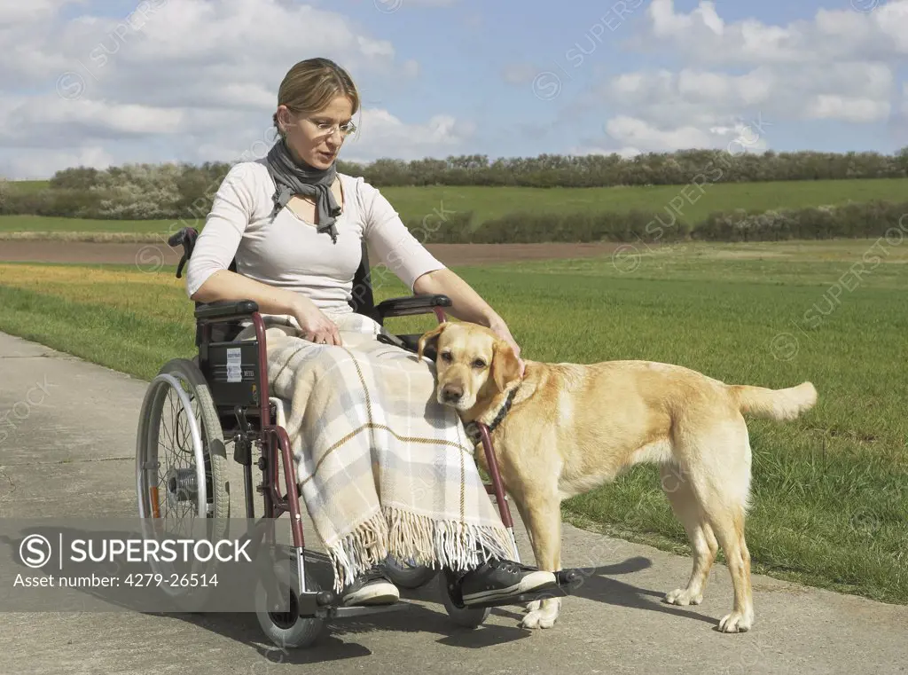 woman in wheelchair with labrador retriever ,