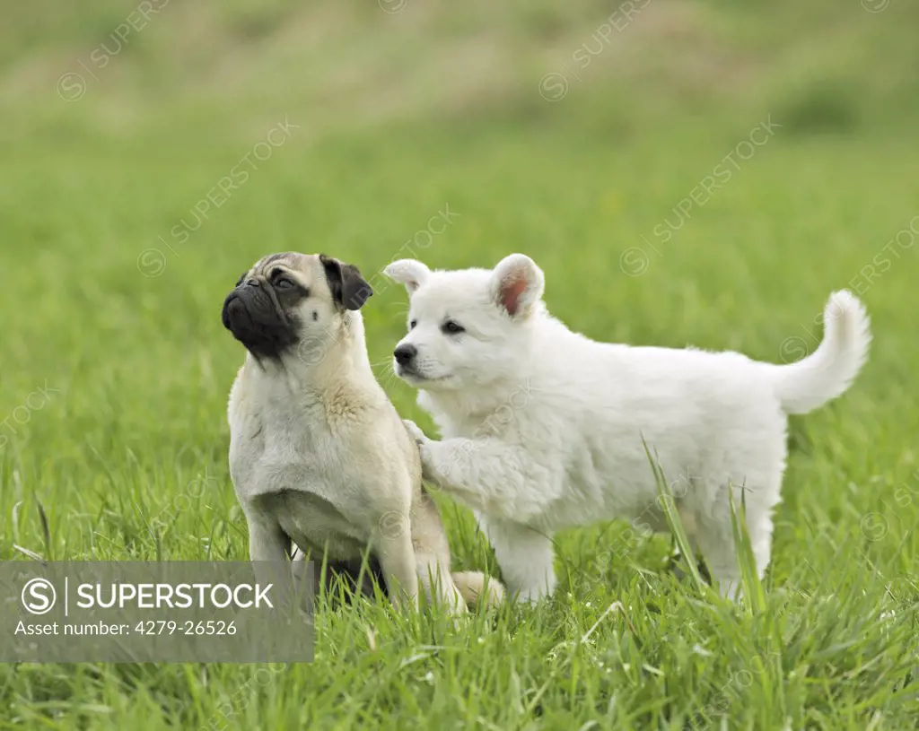 pug and white swiss sheperd puppy - on meadow ,