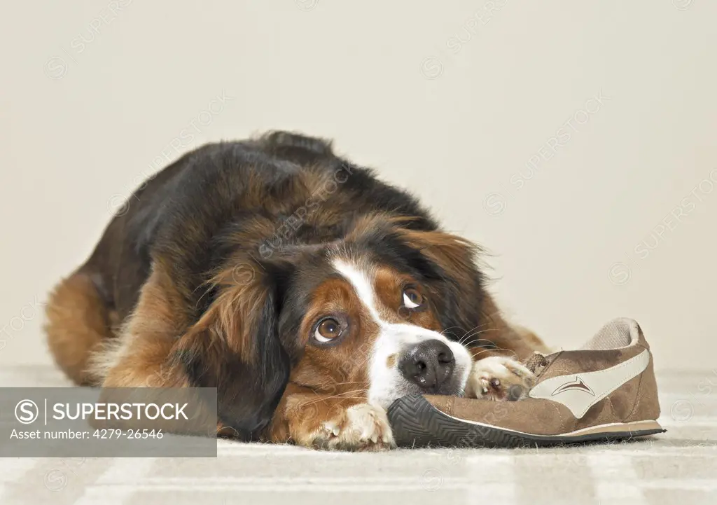 bad habit: half breed dog with shoe ,