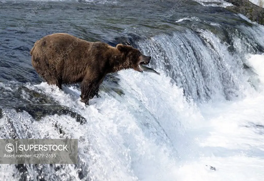 brown bear catching salmon in waterfall, ursus arctos