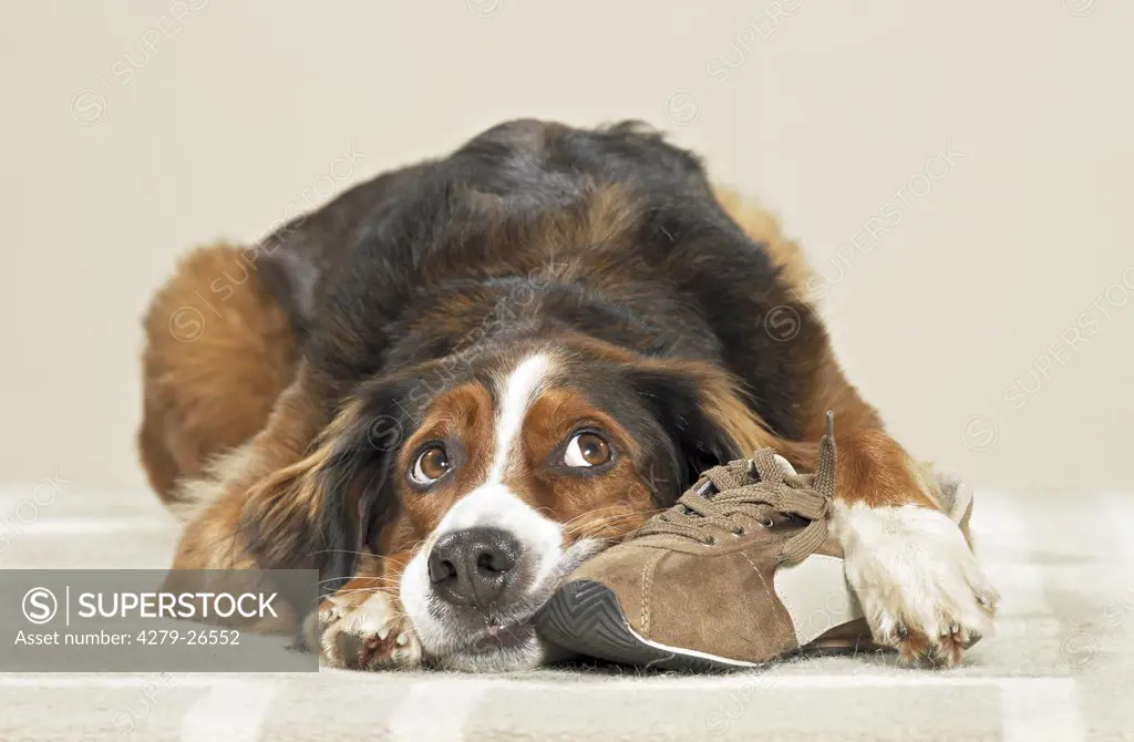 bad habit: half breed dog with shoe ,