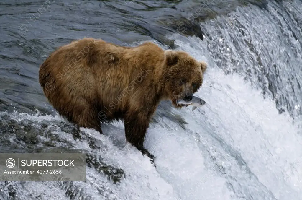 brown bear catching salmon in waterfall, ursus arctos