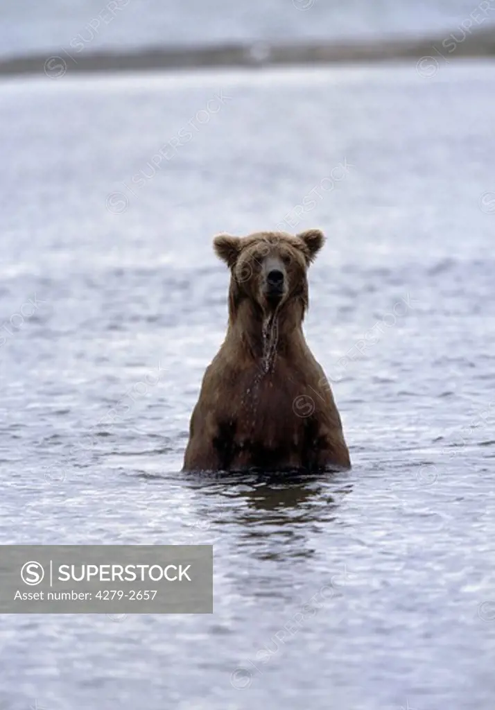 brown bear standing in lake, ursus arctos