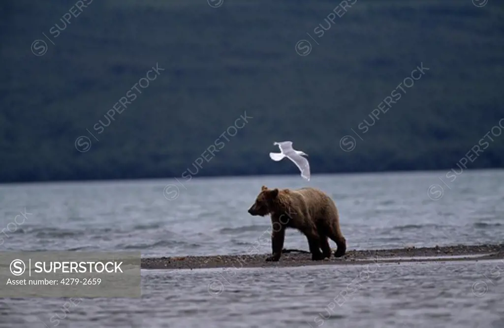 young brown bear with gull on spit, ursus arctos