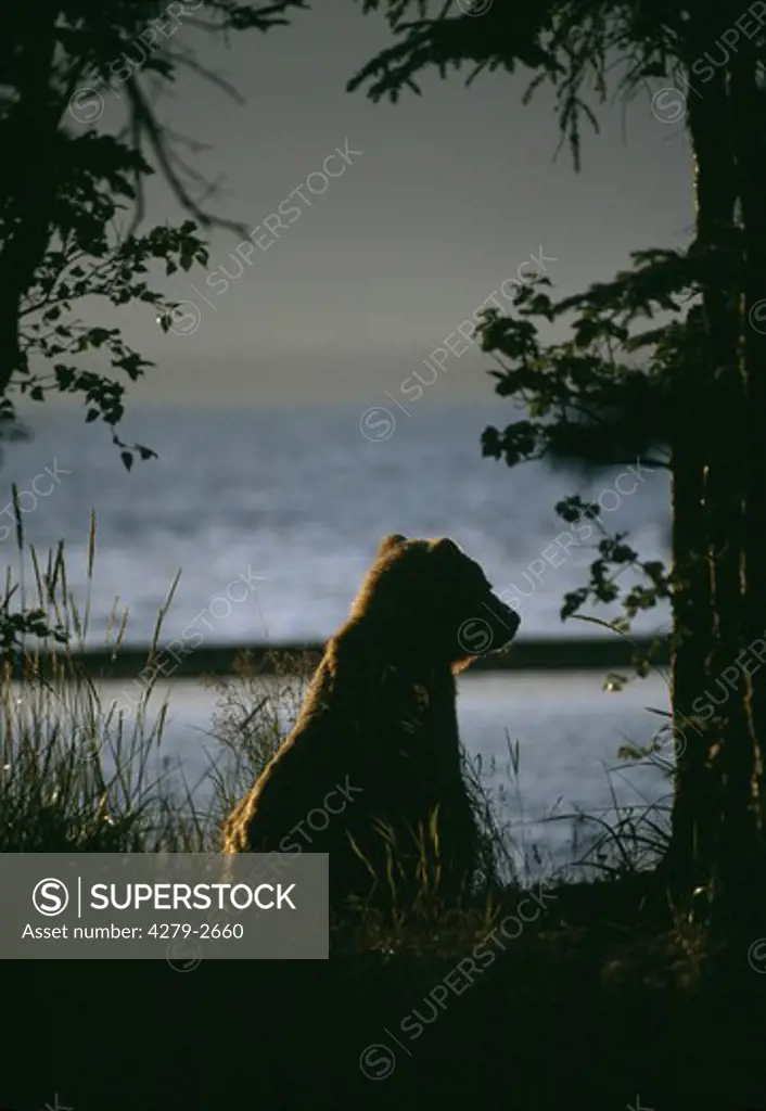 brown bear sitting on lakeshore at sunrise, ursus arctos