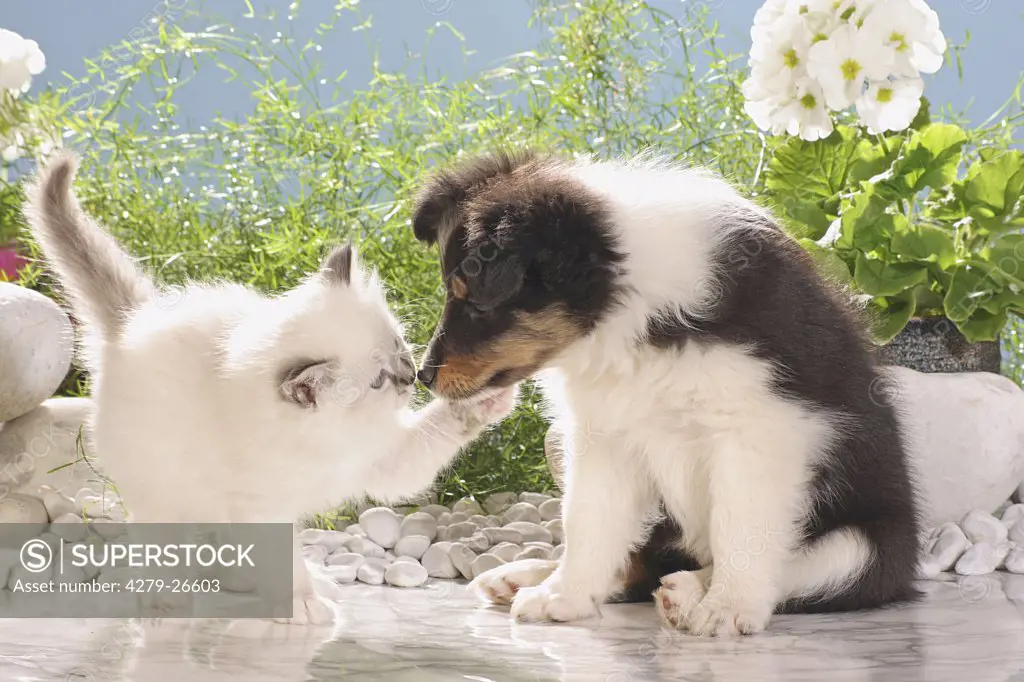 animal friendship: sacred cat of burma kitten and sheltie puppy