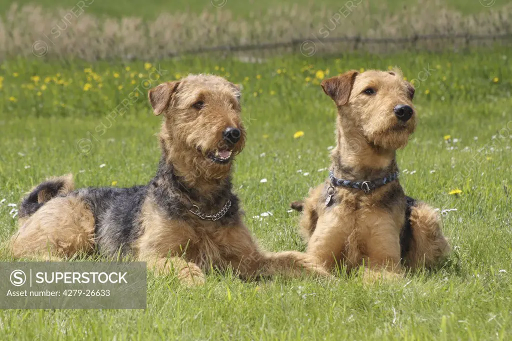 two airedale terrier - lying on meadow