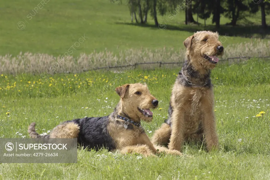 two airedale terrier - on meadow