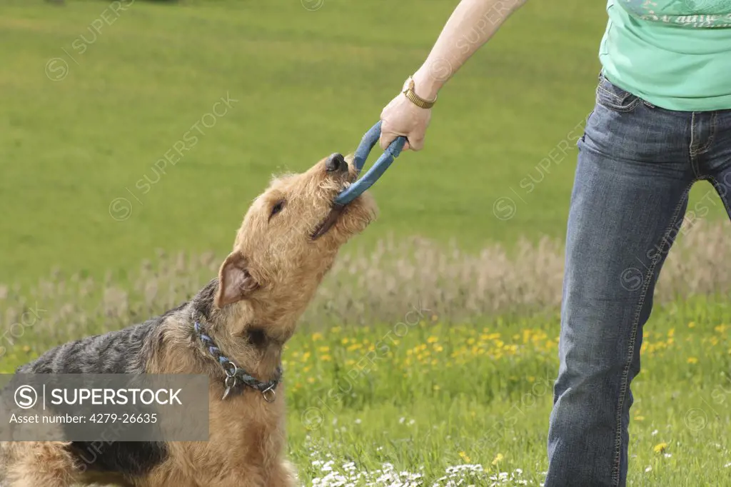 airedale terrier - with teething ring