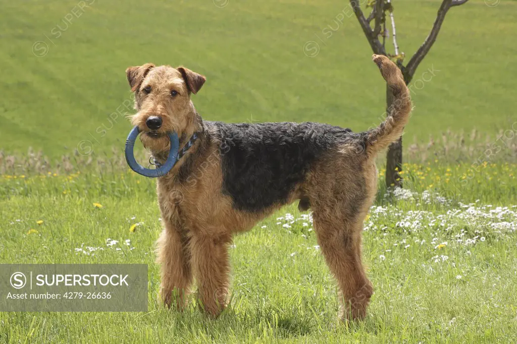 airedale terrier - with teething ring