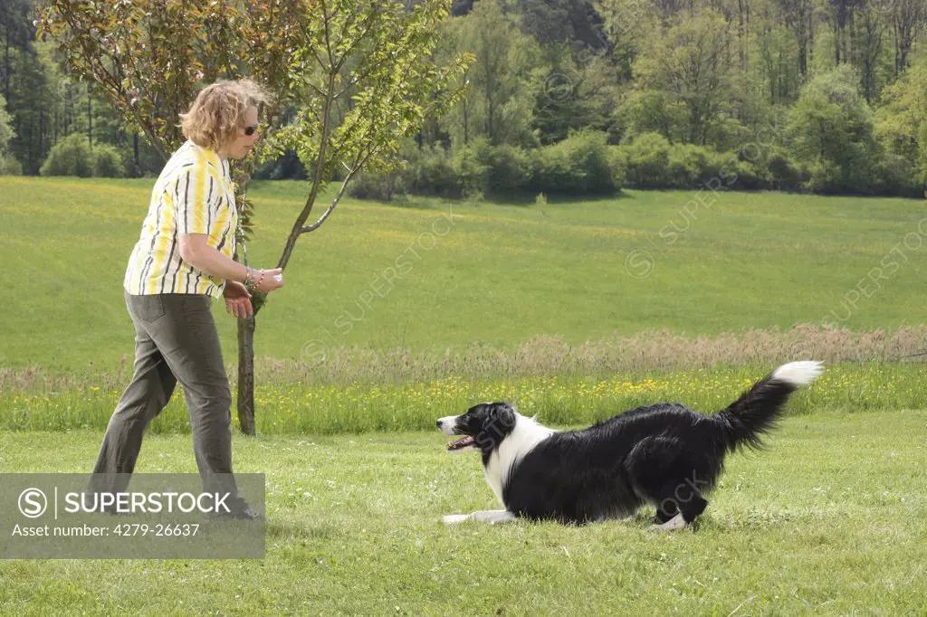 woman with border collie