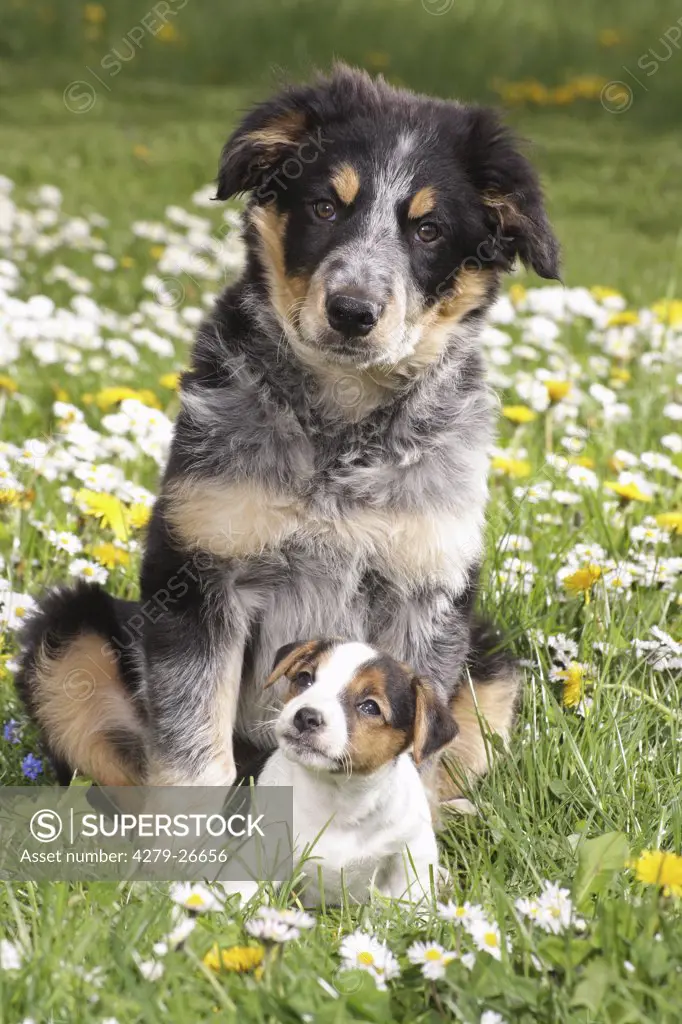 jack russell terrier puppy and border collie puppy