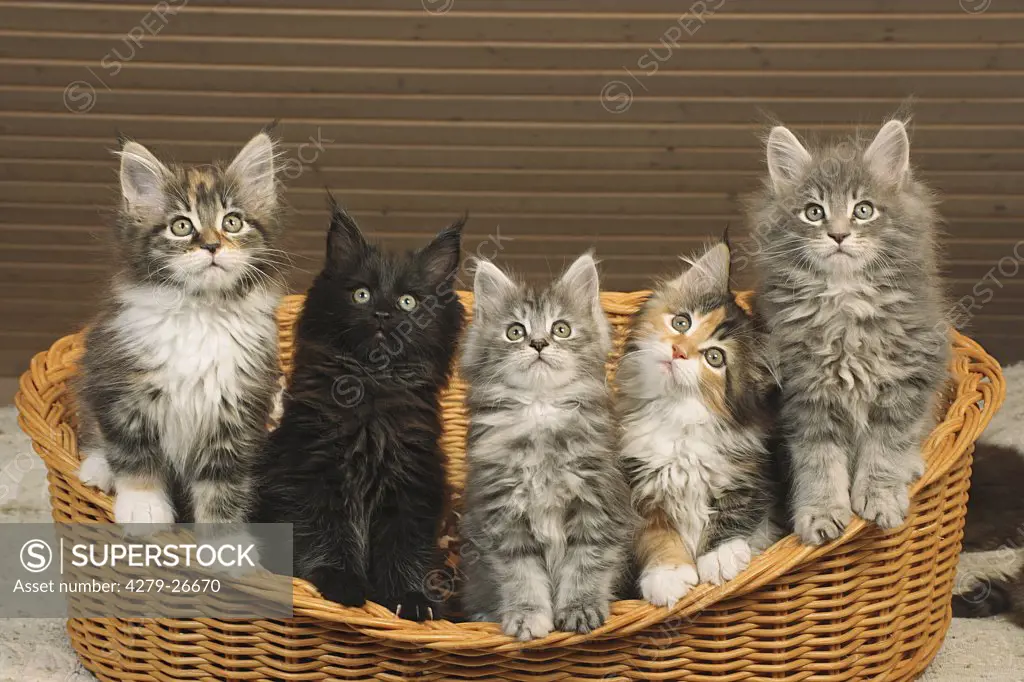 five maine coon kitten - sitting in basket