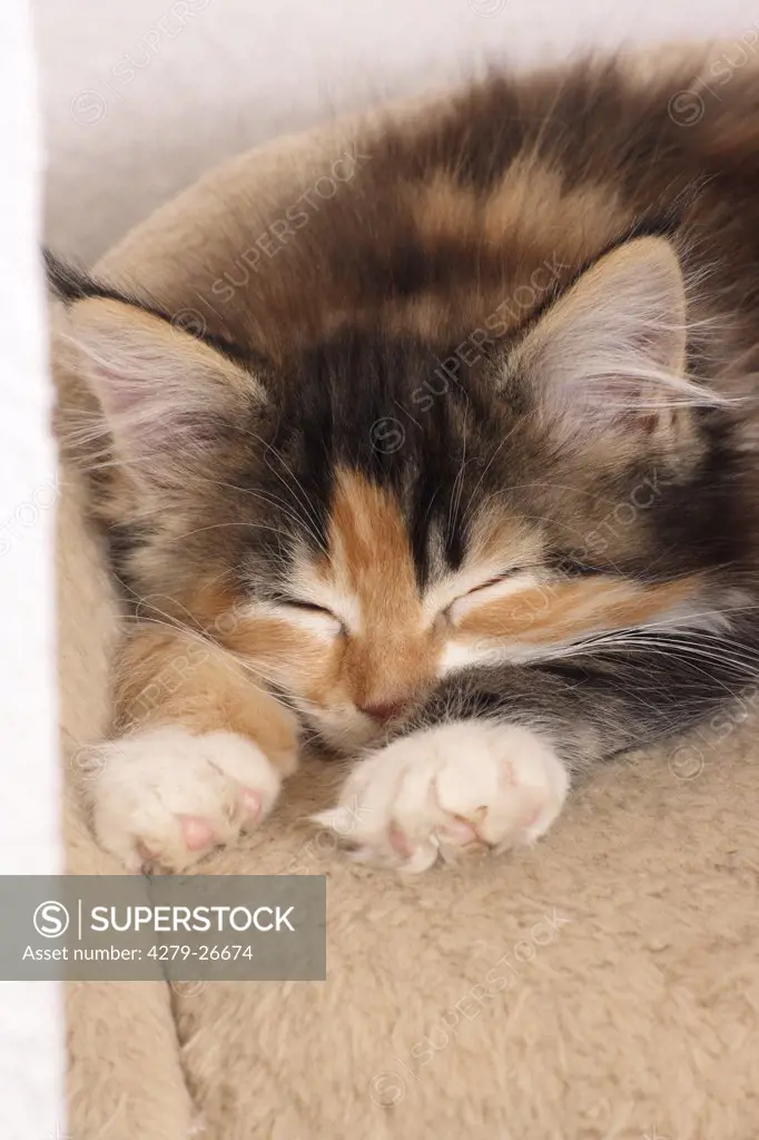 maine coon kitten - sleeping