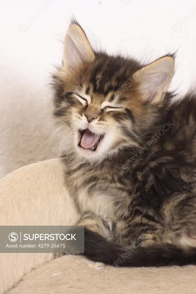 maine coon kitten - yawning
