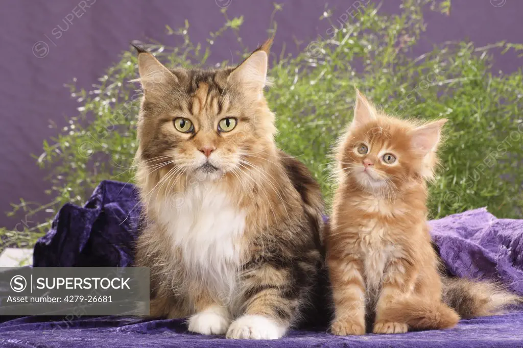 maine coon with kitten - sitting on blanket