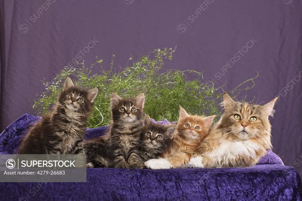 maine coon with four kitten - on blanket