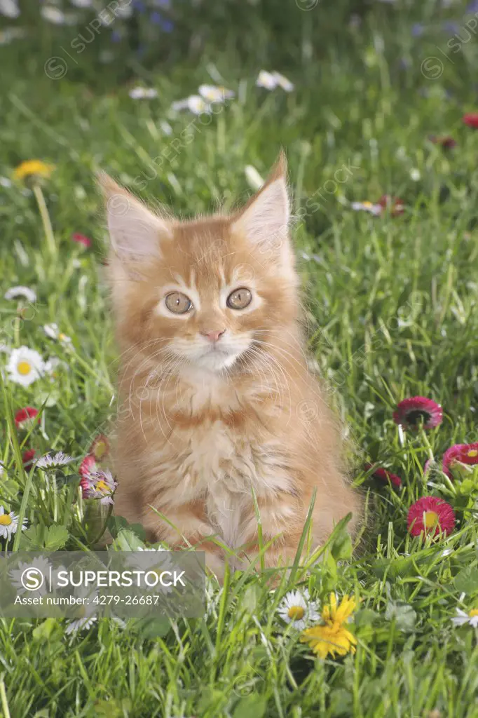 maine coon kitten - sitting on meadow