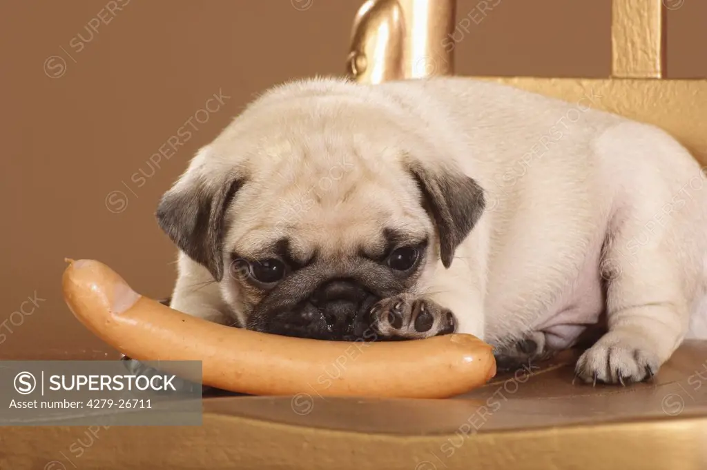 pug puppy - with sausage