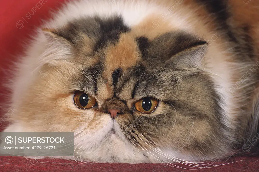 persian cat - portrait