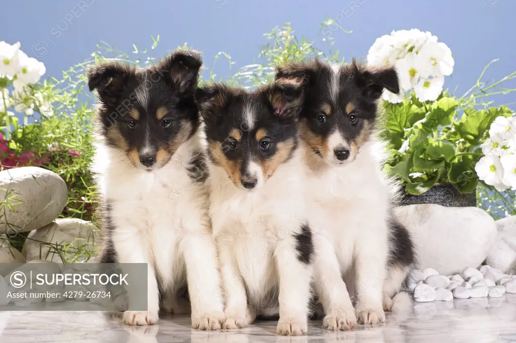 three sheltie puppies - sitting