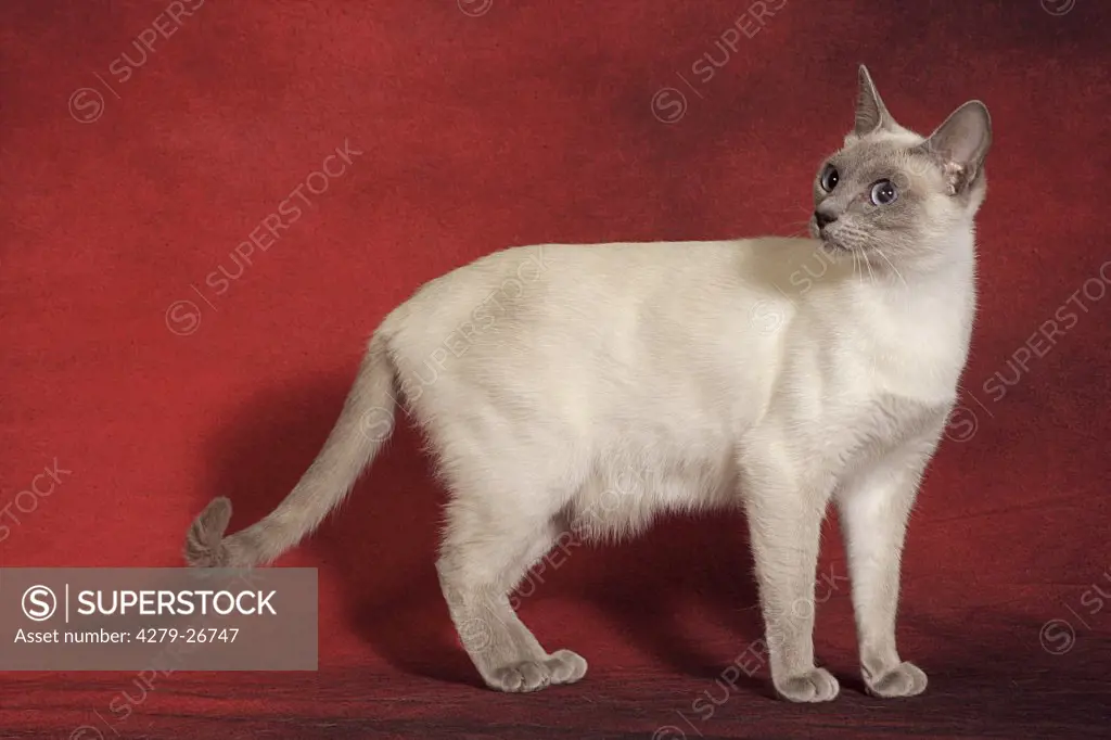 thai cat - stehend