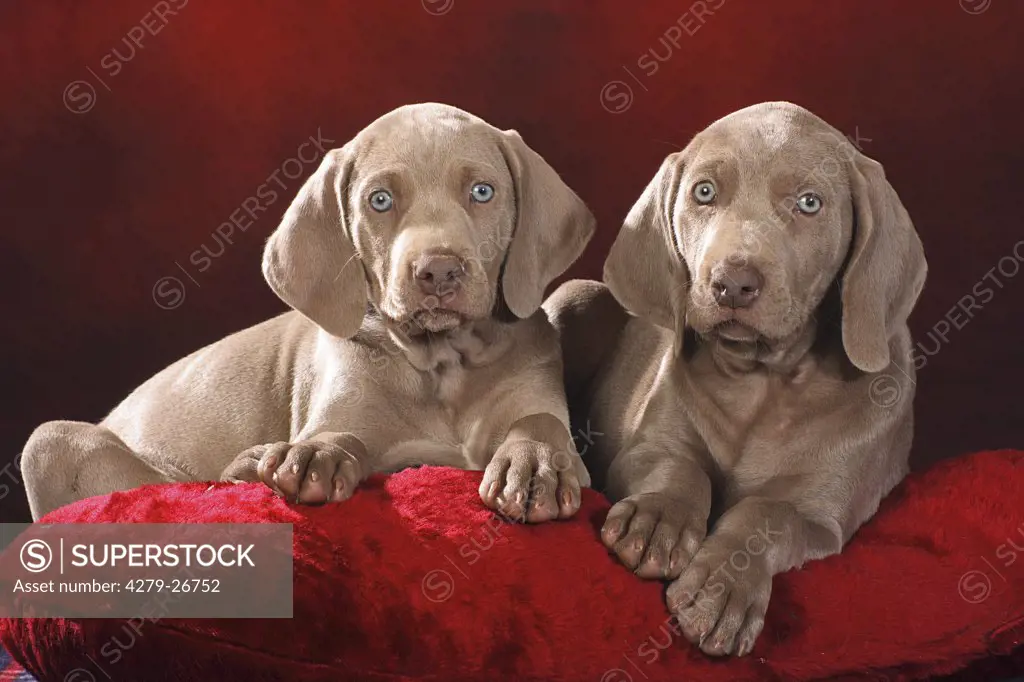two weimaraner puppies - lying