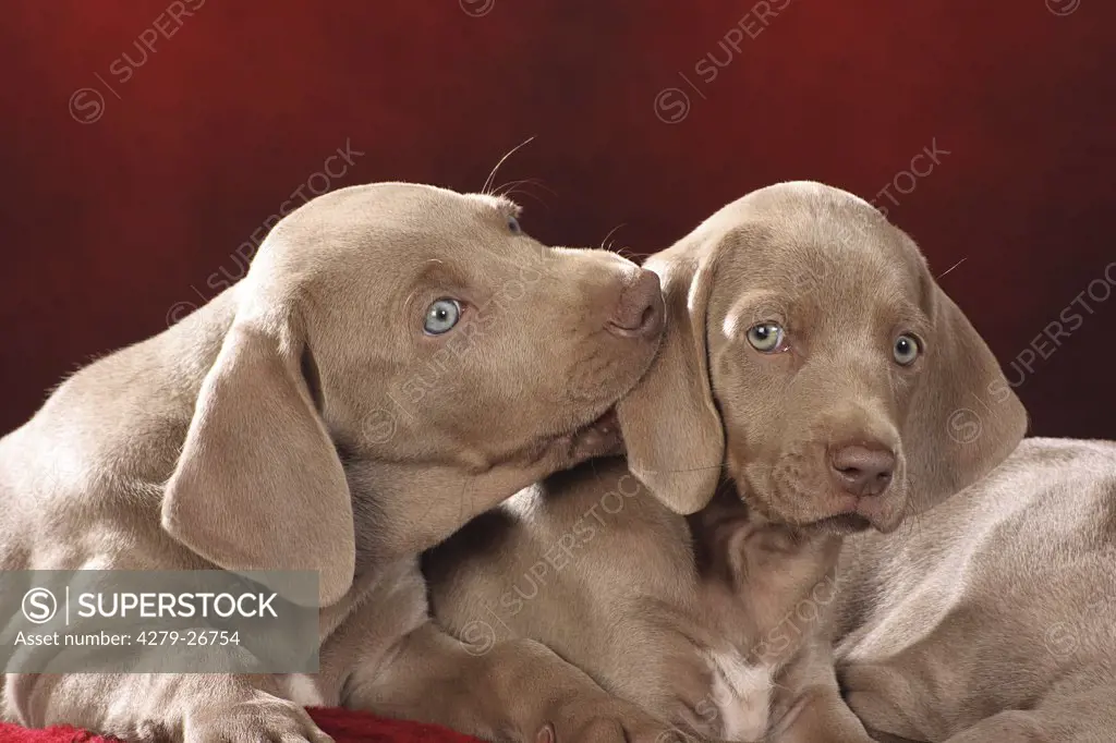two weimaraner puppies - smooching