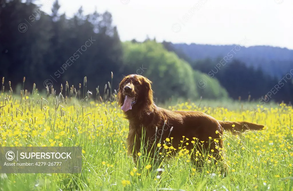 Irish Red Setter - standing on meadow