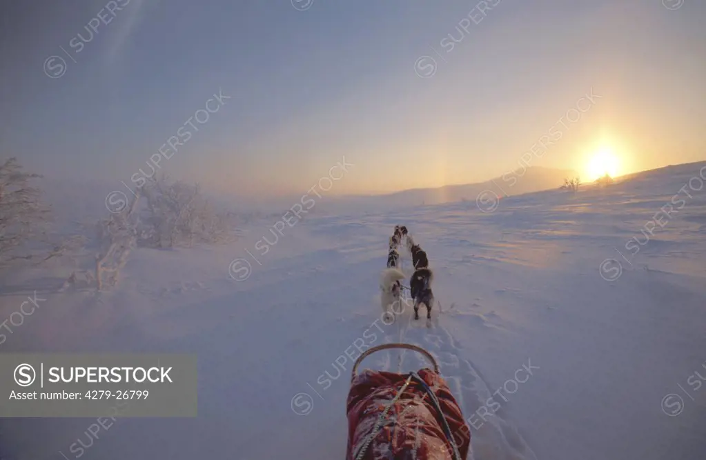 huskies - pulling sledge in polar night