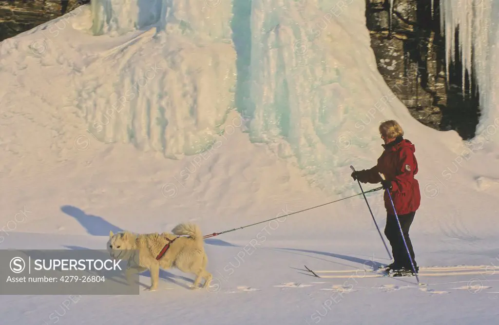 husky - pulling woman on ski