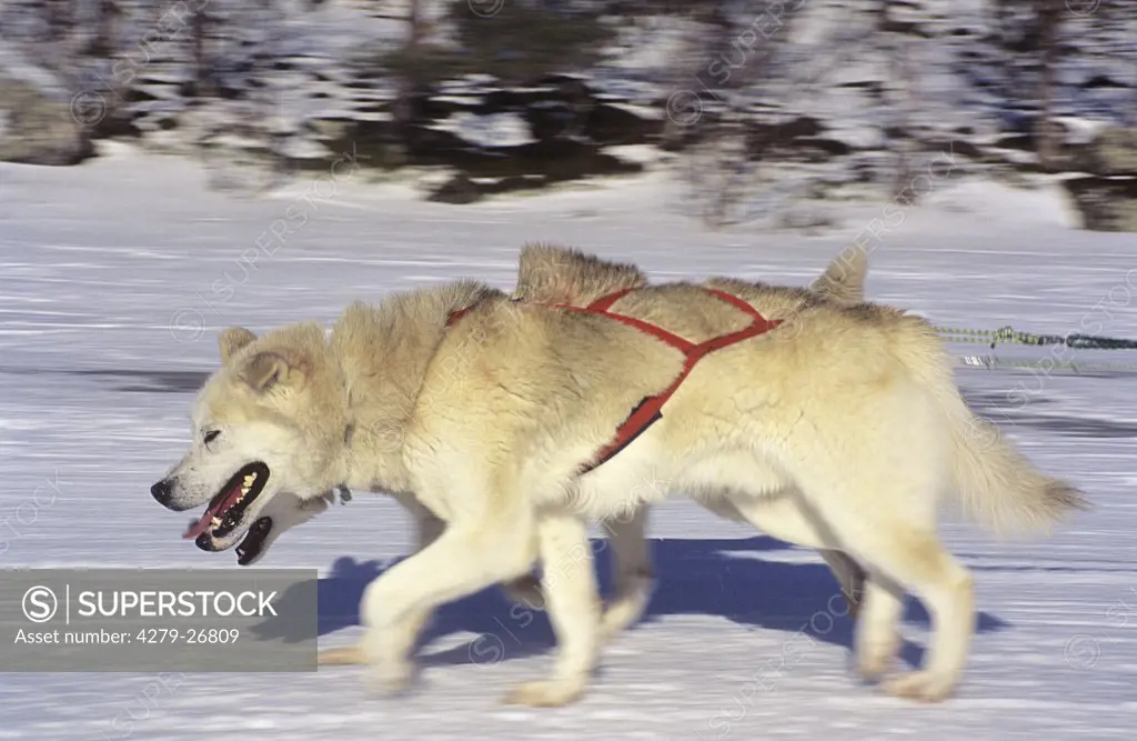 huskies - pulling sledge